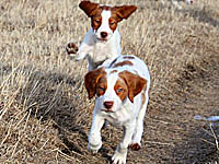 photo: puppies running