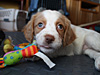 photo: puppy looking up