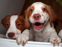 photo: puppies playing