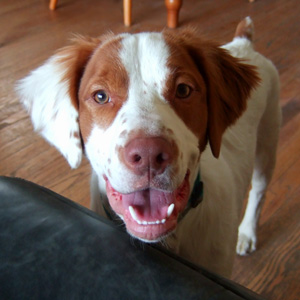 photo: Boo the Brittany Spaniel
