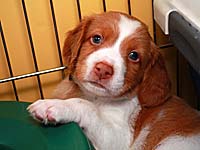 photo: 4 week old puppy