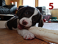 photo: 5 week old puppy