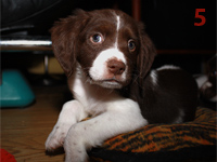photo: 5 week old puppy
