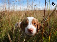 photo: 6 week old puppy standing in grass