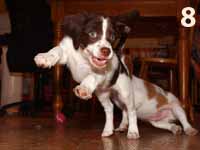 photo: puppy jumping