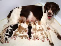 photo: Vite nursing newborn litter